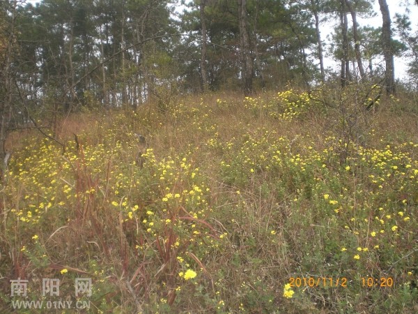 漫山遍野的野菊花