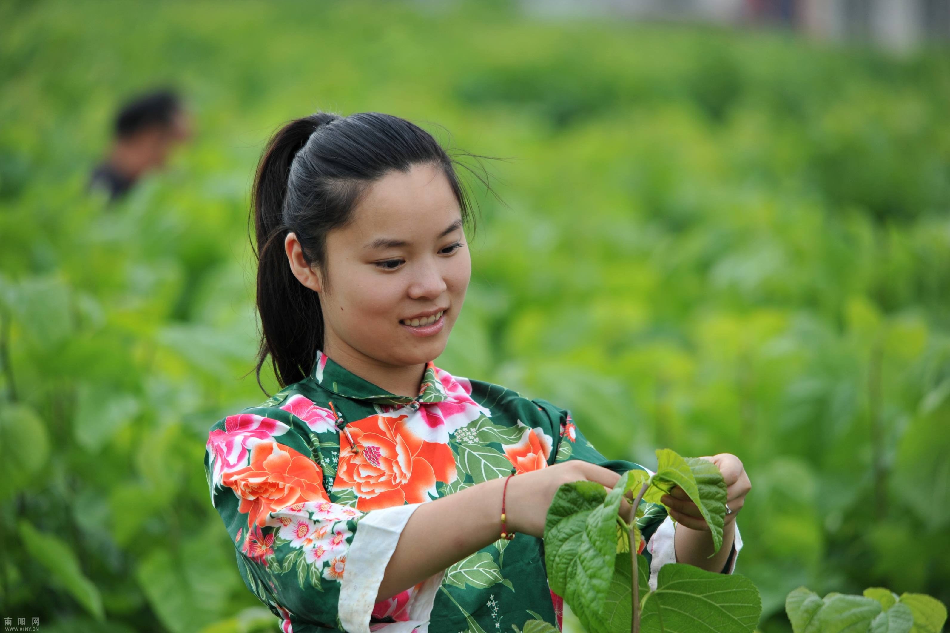 采桑女+-+影赛园地+-+南阳社区