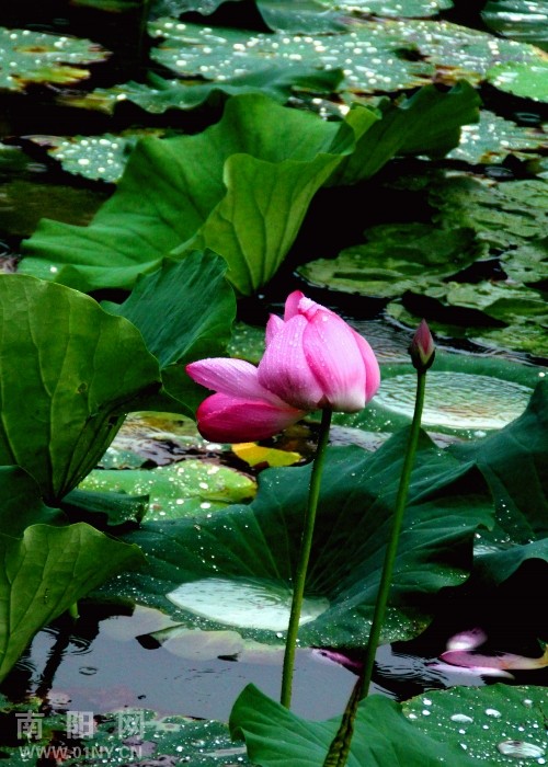 打油诗——秋雨荷花