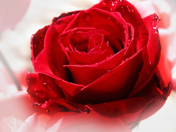 <em>祝</em> 蓝眼玻璃 <em>生日快乐</em>!-男生女生-南阳社区-bbs