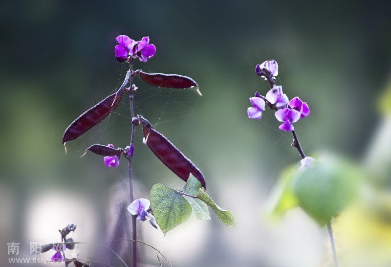 茶豆花