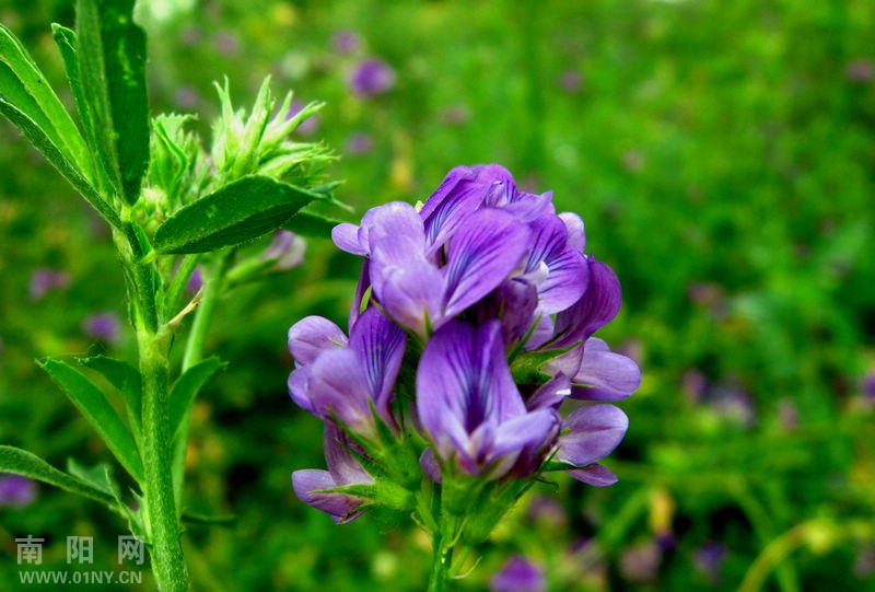 沙苑子花