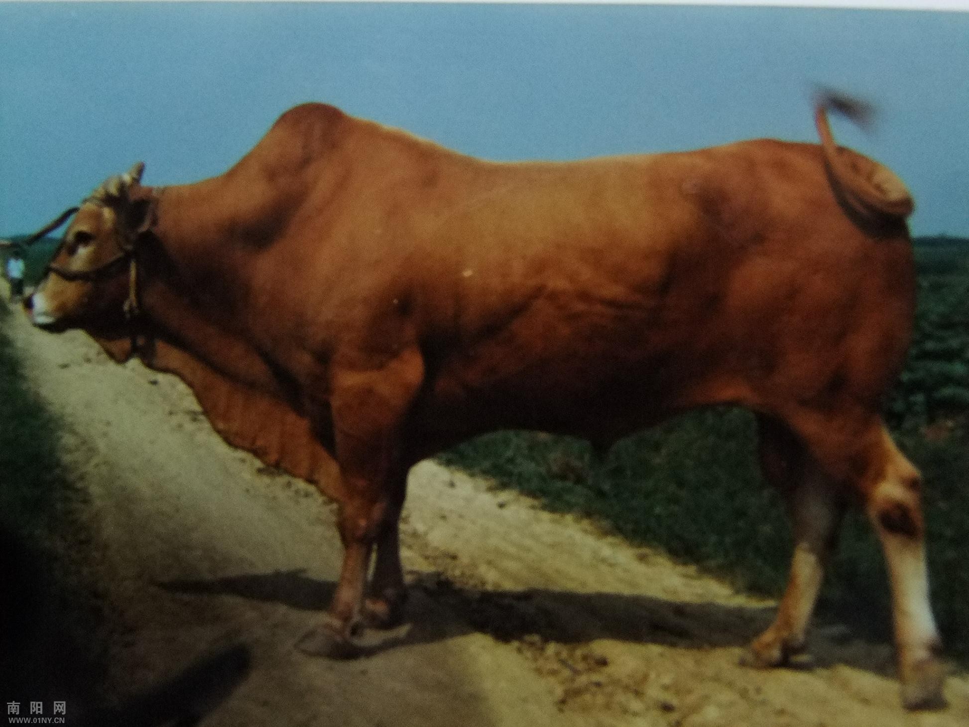 南阳牛——种公牛2