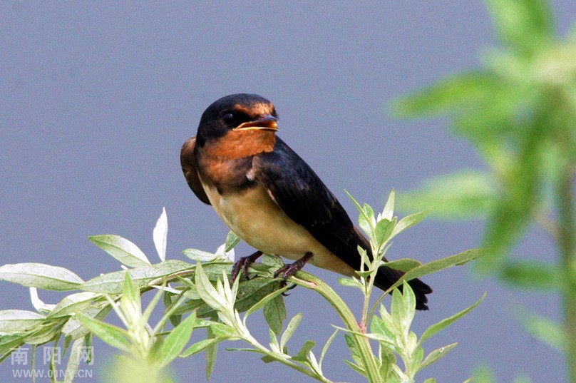 小燕子穿花衣-生态抓拍-36行南阳社区-36.01ny.cn