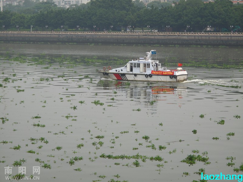 水葫芦漂满珠江影响航运