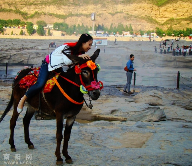 <em>陕北</em>老乡 毛驴 <em>美女</em>-侃图论图-36行社区-bbs.01