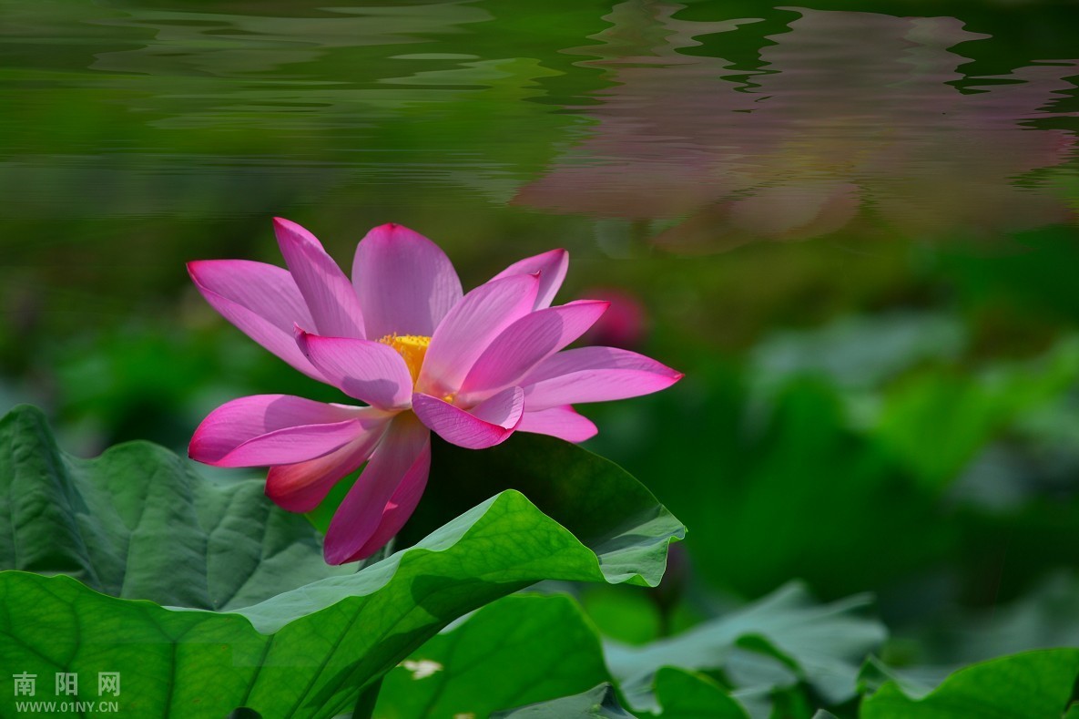 荷花物语 - 第3页 - 小品微距 - 南阳社区 - 南阳网