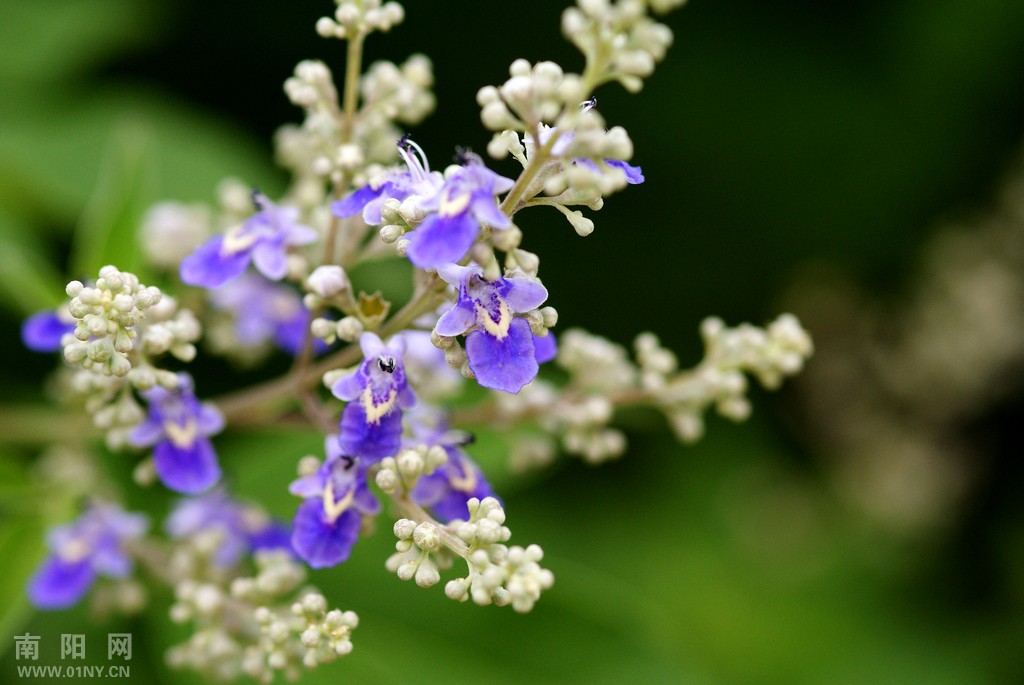 黄荆花