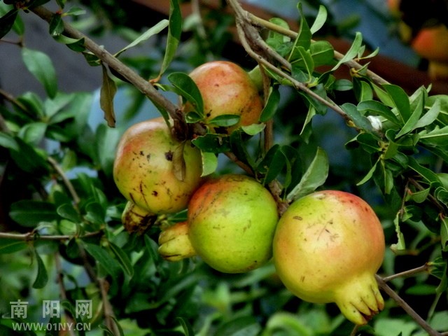 写意石榴画作品欣赏图片大全_写意石榴画作品
