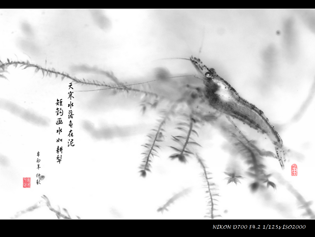 小草虾(鱼我所欲也.jpg