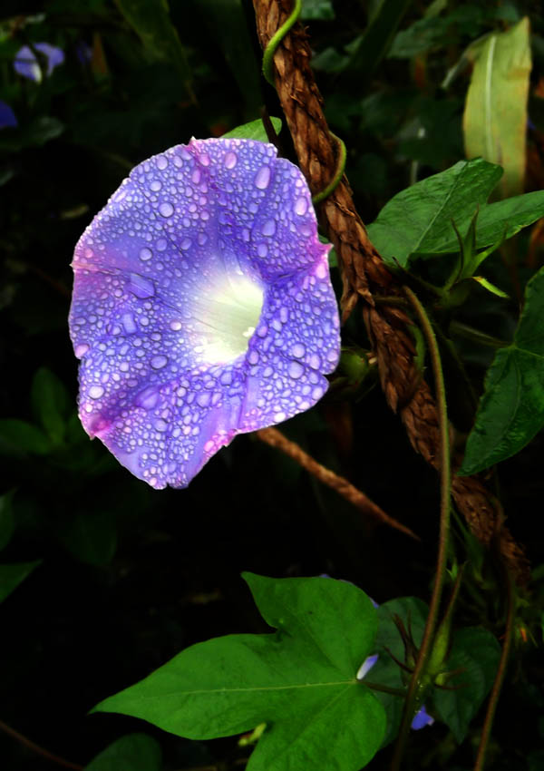 雨中喇叭花