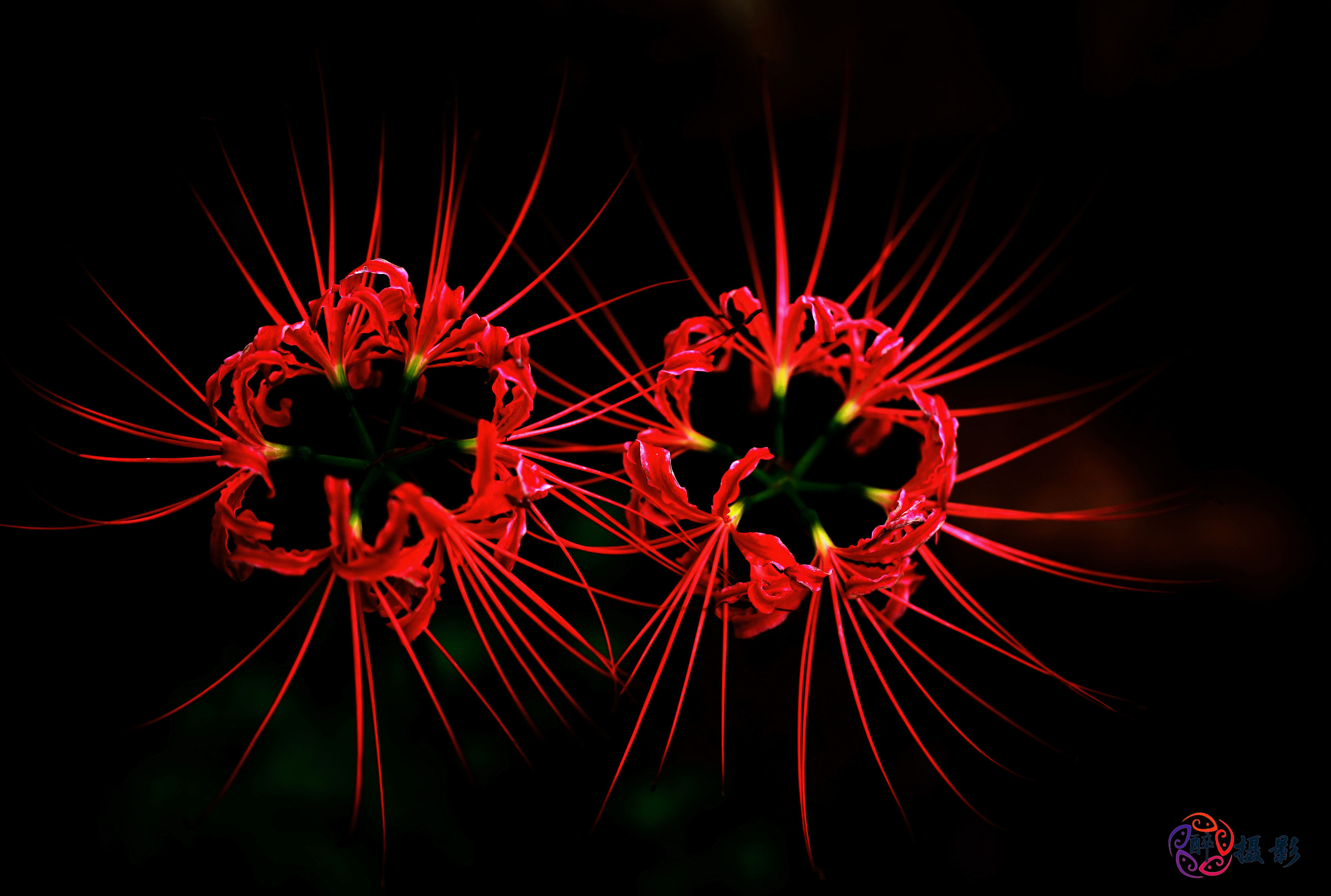 醉鱼摄影《传说中的死亡之花》