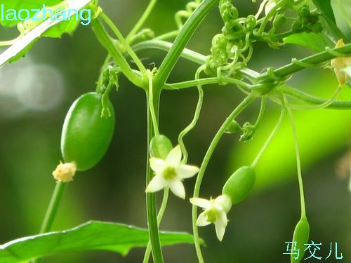 马交儿