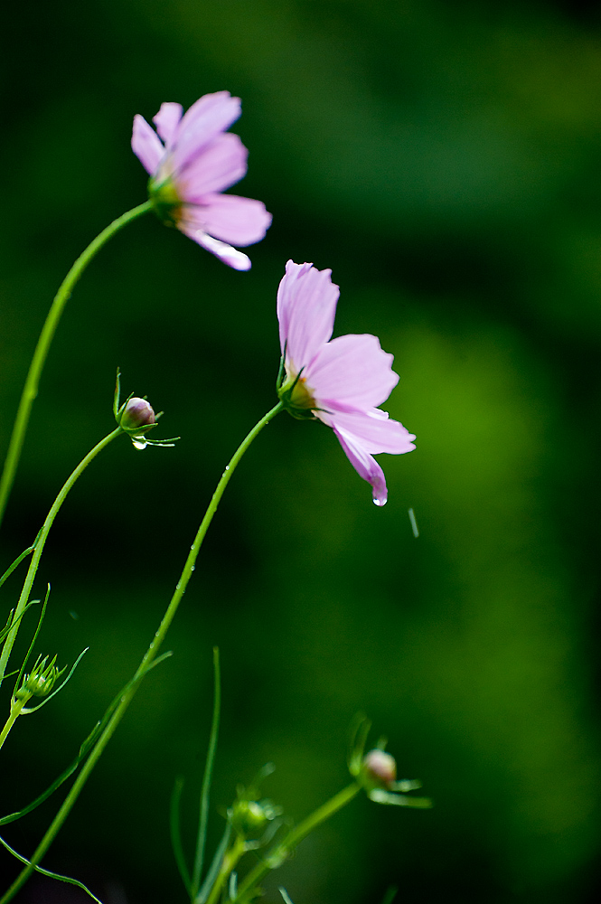 雨后山花