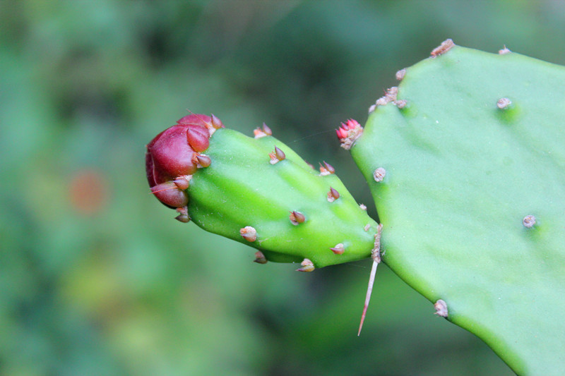 仙人掌花蕾