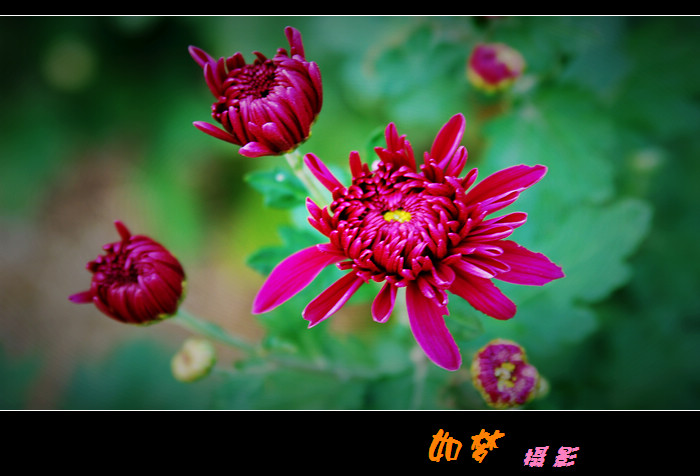 一组紫菊花
