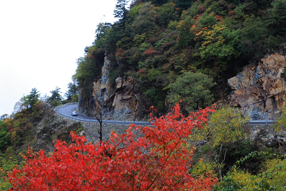 神农架红叶