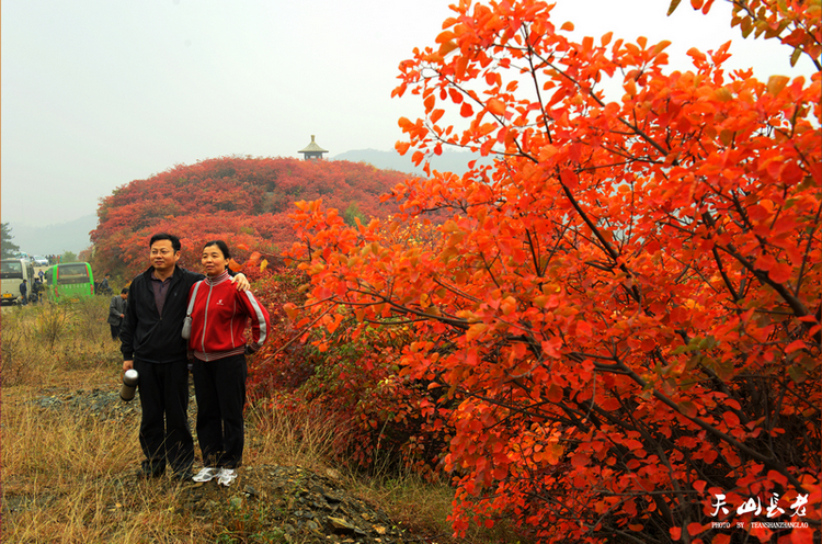 桐柏黄岗红叶红(人物篇)