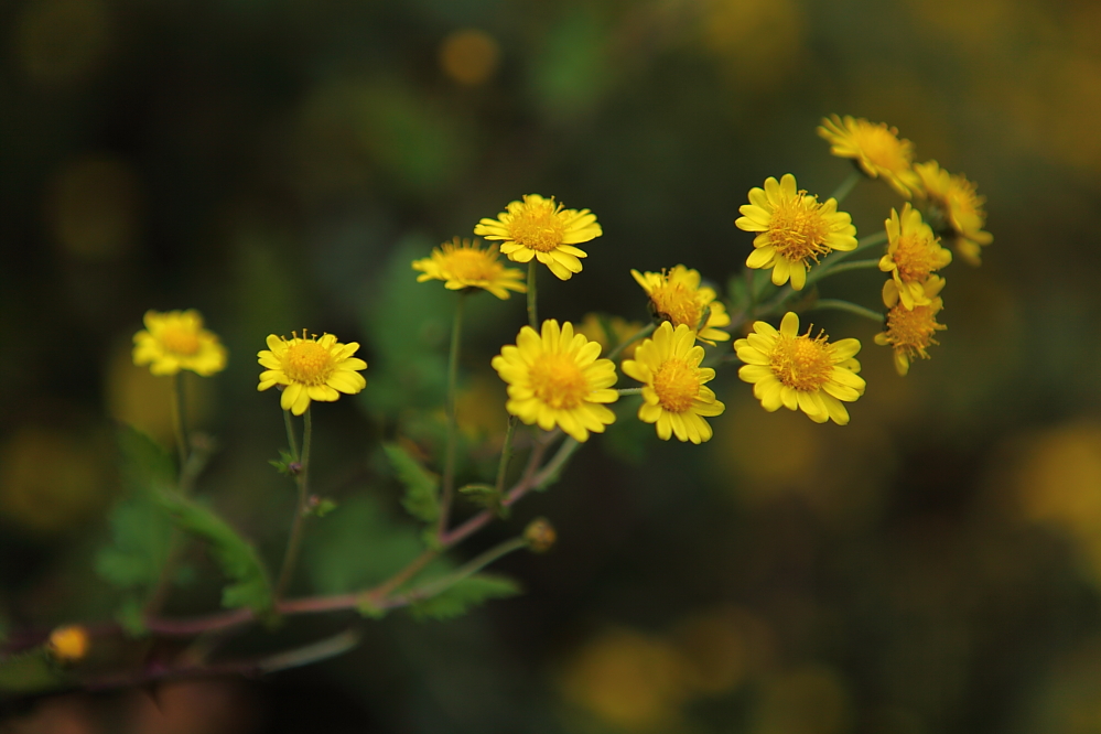 野菊花