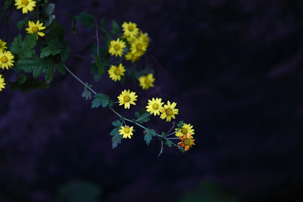 野菊花