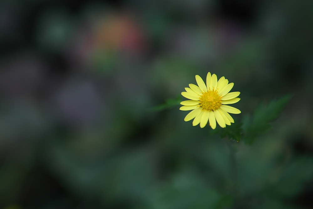 野菊花