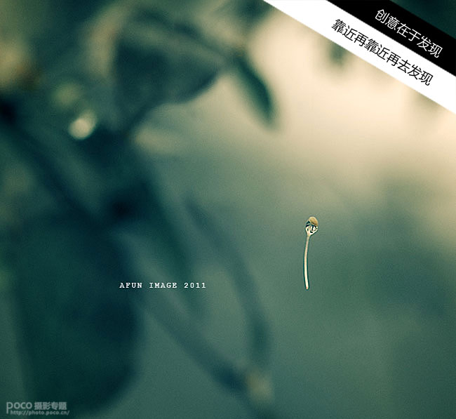 创意花卉摄影作品技巧分享