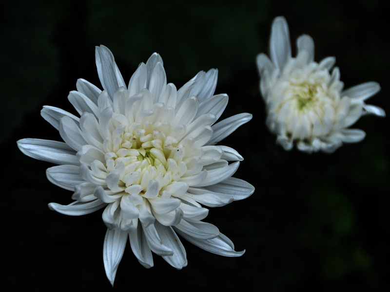 学拍菊花{白色菊}