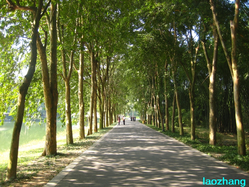 华南植物园---阿江榄仁路