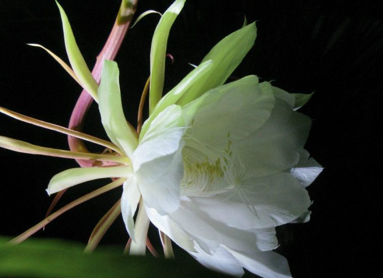 昙花一现打一动物_昙花一现是现在