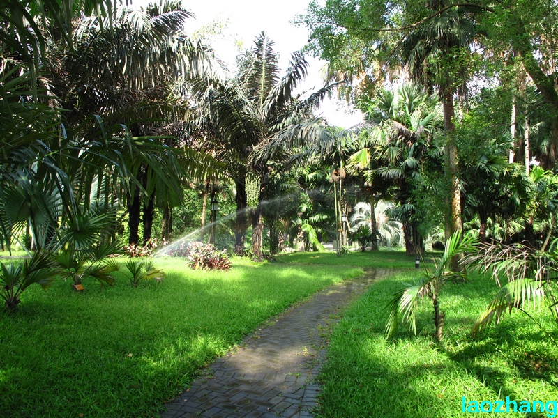 华南植物园-棕榈园04-新手图集