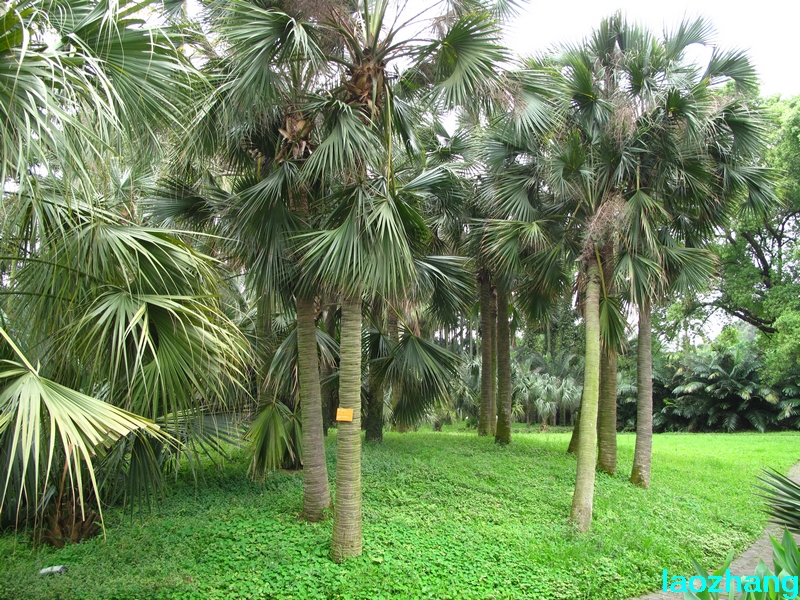 华南植物园-棕榈园04-新手图集