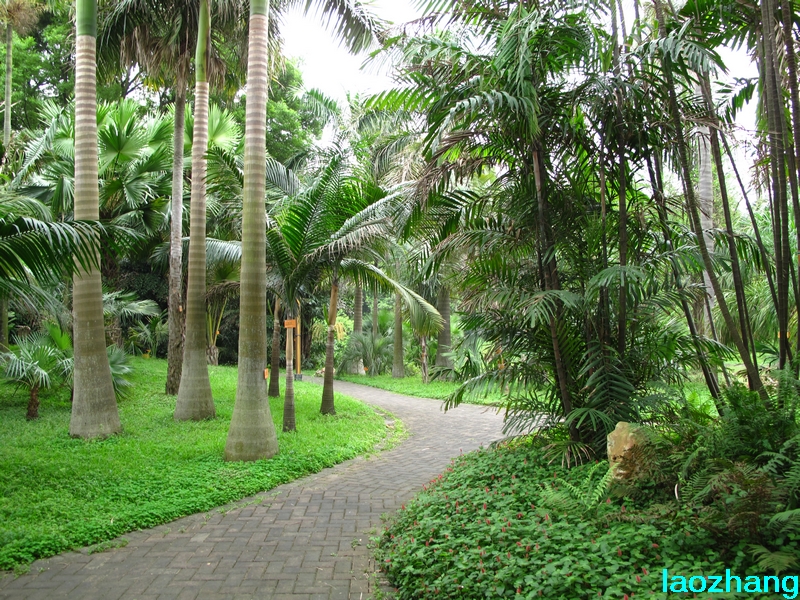 华南植物园-棕榈园04-新手图集