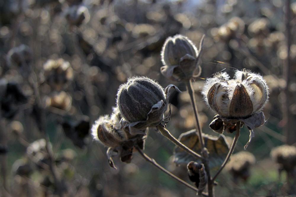 麻杆花-种子-花卉草木-南阳社区-bbs.01ny.cn