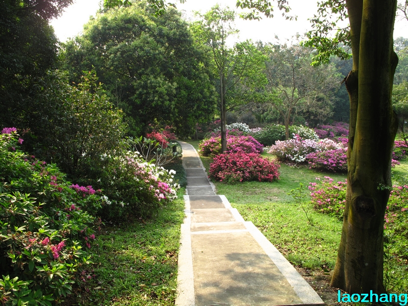 华南植物园---杜鹃园