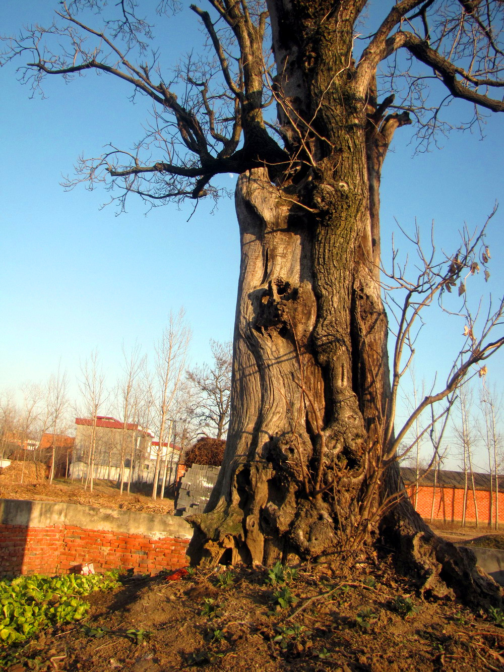 冬日郊外采风---苍老的枯树我爱你的峥嵘