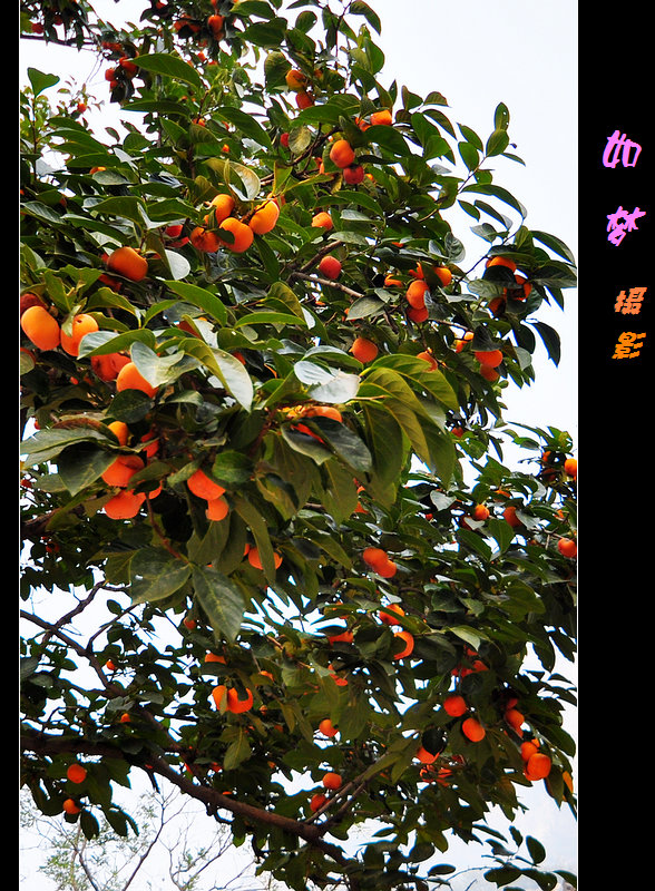 云台山的柿子树
