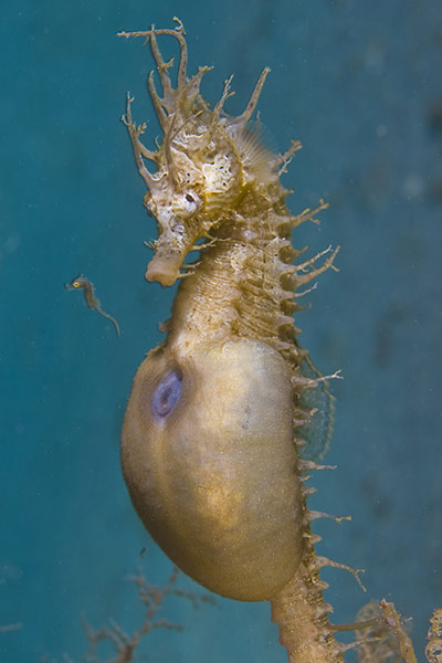 雄海马产下第一胎后瞬间.摄影 lazaro ruda