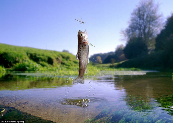 英国摄影师捕捉到鱼儿跃出水面捕捉昆虫精美瞬间【转】
