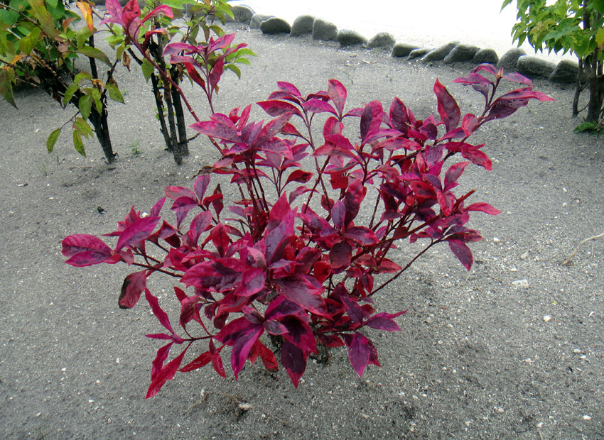 植物篇:开花的种类(红叶藤(牛栓藤科,红叶藤属植物)) - 求真百科