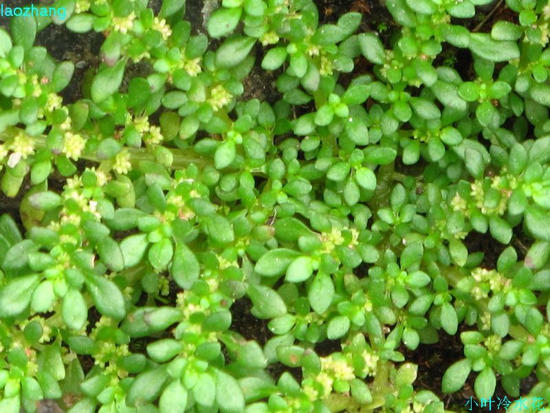 小叶冷水花