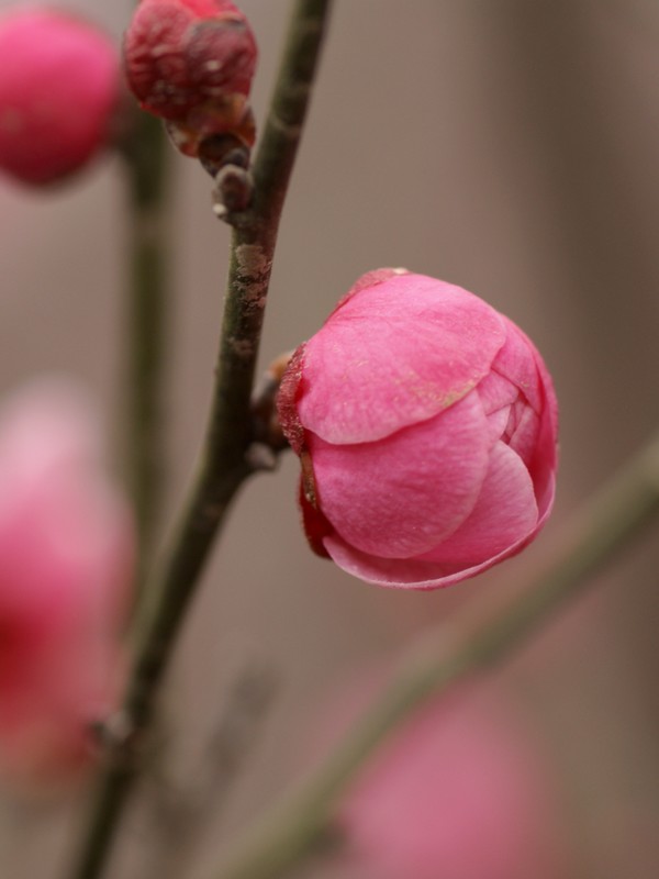 桐柏部《拍梅花》活动-----含苞待放