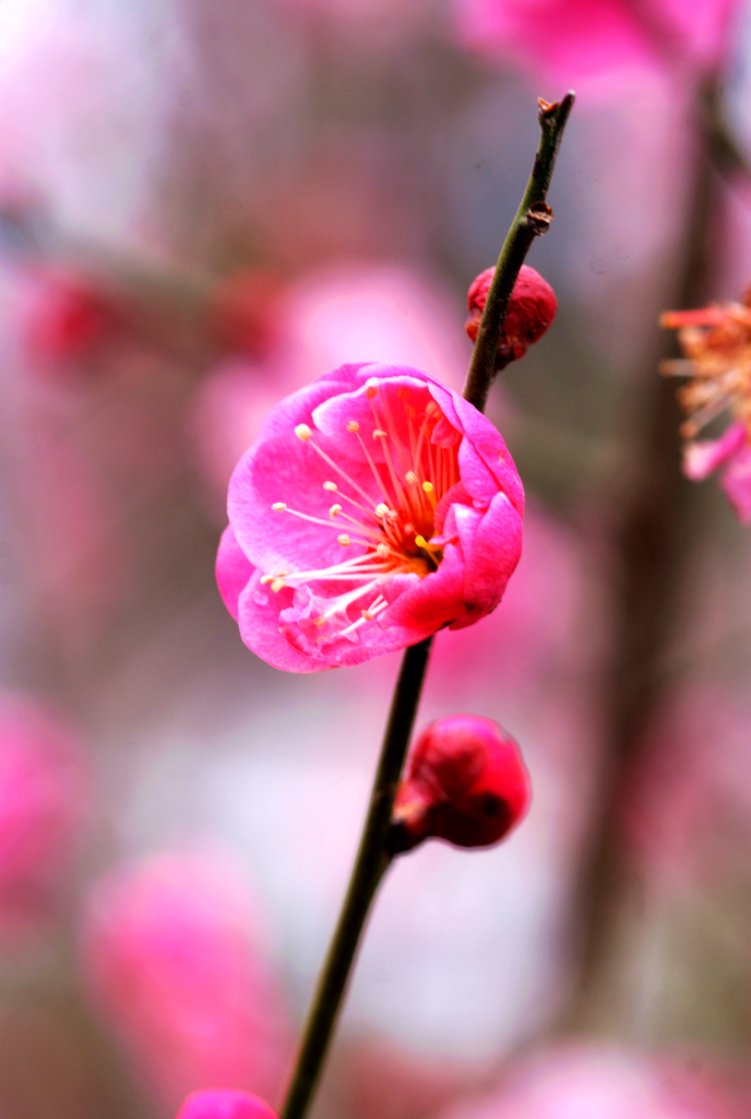 桐柏部拍梅花活动----《-红梅》