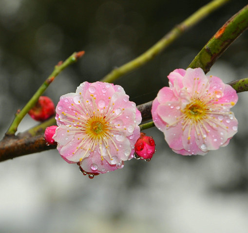 两朵梅花