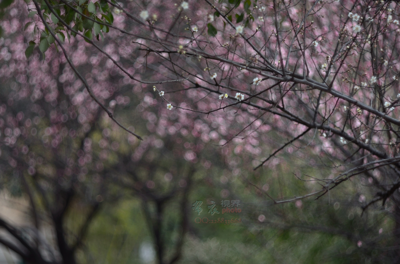 DSC_1595_1307.jpg
