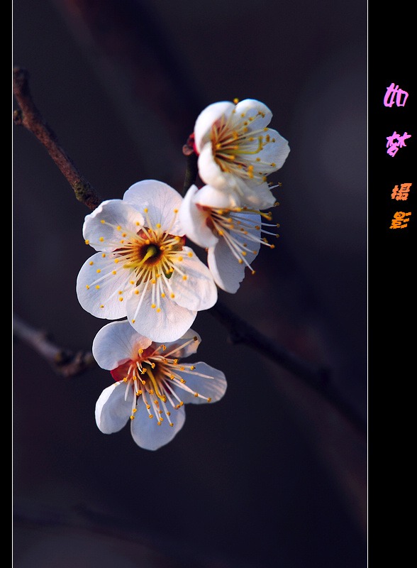 单瓣梅花