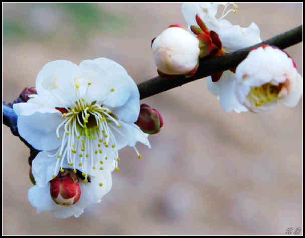 白梅花