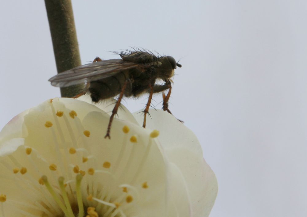 69 【光影中国】 69 小品微距 69 花卉草木 69 蜜蜂