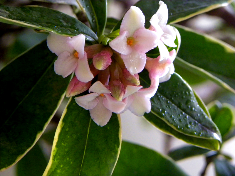 瑞香花