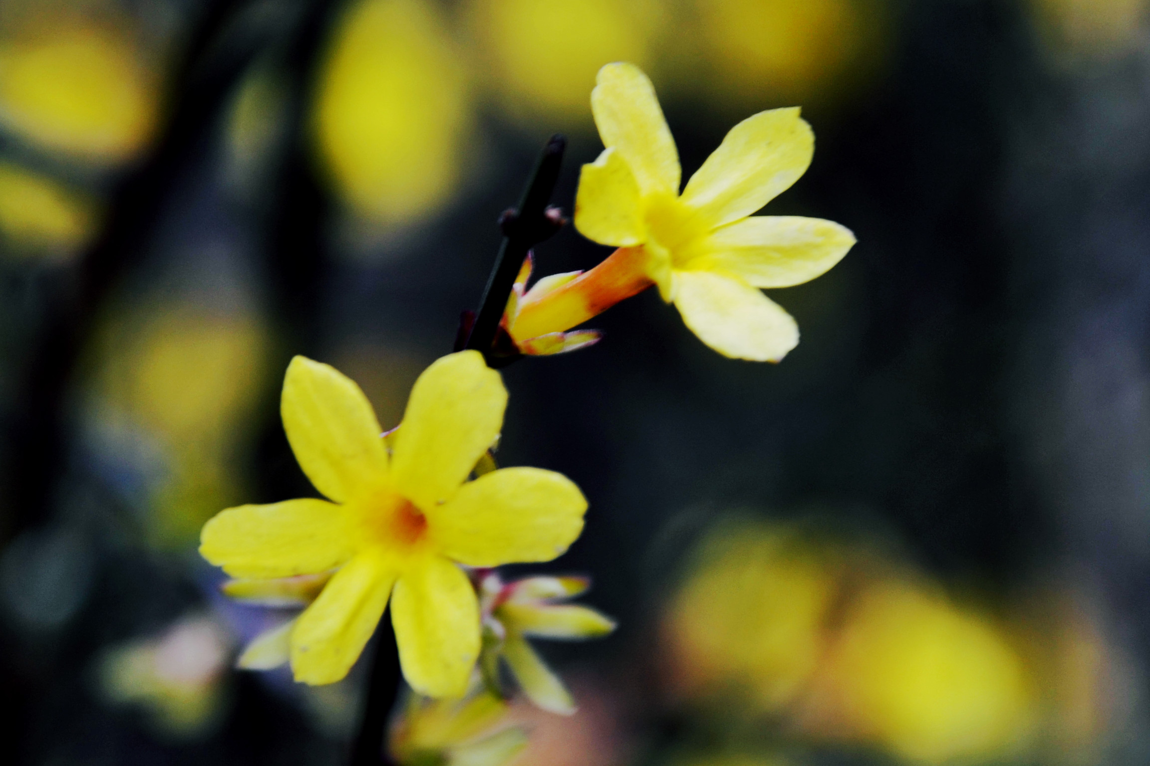 一组迎春花