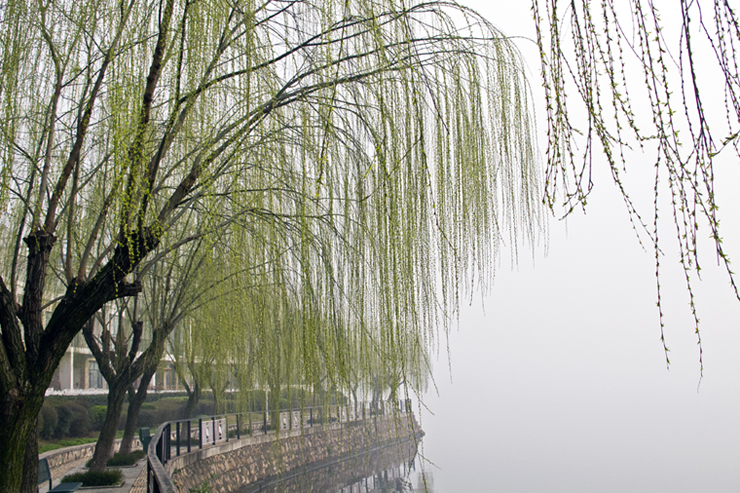 武汉南湖春景